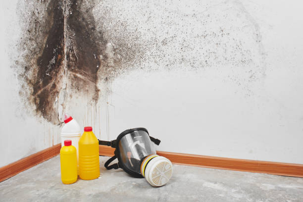 Best Mold Remediation  in Ashley, PA