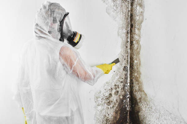 Professional Mold Removal in Ashley, PA