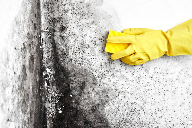 Best Home Mold Removal  in Ashley, PA