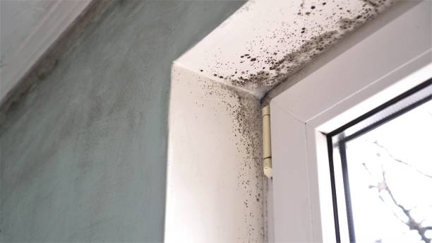 Best Mold Testing and Removal  in Ashley, PA