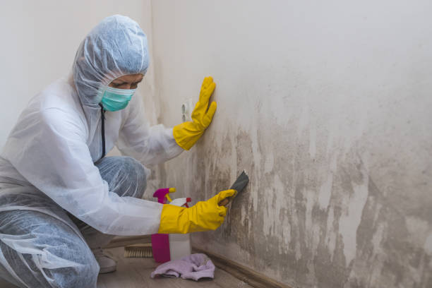 Reliable Ashley, PA Mold Removal Solutions