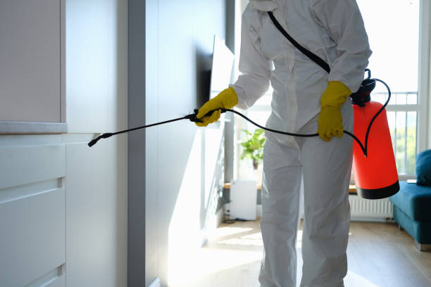 Best Mold Damage Repair  in Ashley, PA