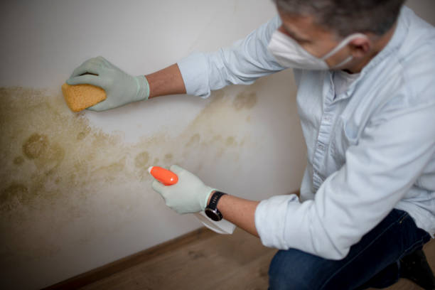 Best Professional Mold Removal  in Ashley, PA