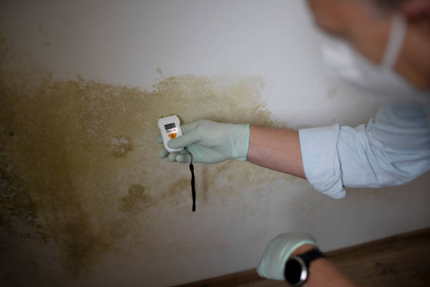 Best Mold Inspection  in Ashley, PA