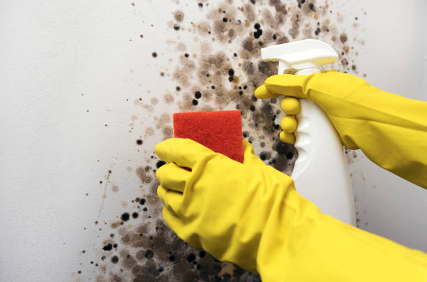 Best Crawl Space Mold Removal  in Ashley, PA