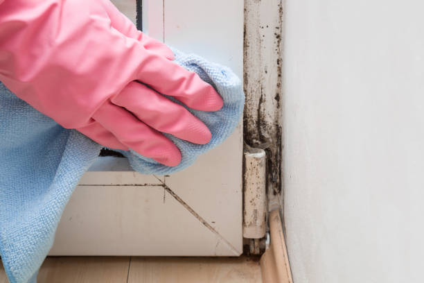 Best Local Mold Removal Service  in Ashley, PA