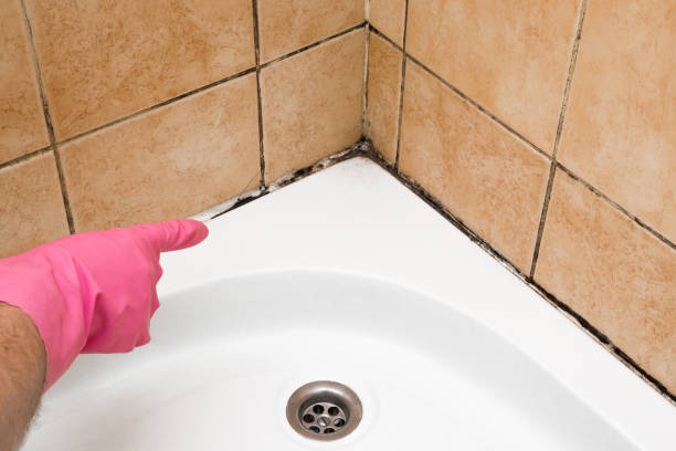 Best Home Mold Removal  in Ashley, PA